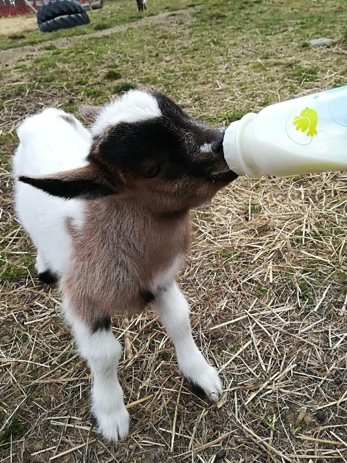 Farma Ranch Jelemek Apartman Nebahovy Kültér fotó
